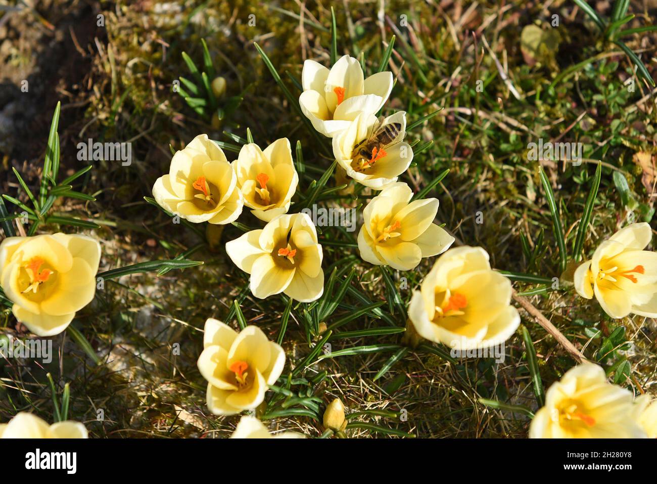 Krokusse im Frühling im Salzkammergut mit einer Biene (Oberösterreich, Österreich) - die rund 240 Krokusarten sind vor allem im Orient, aber auch in E Stockfoto