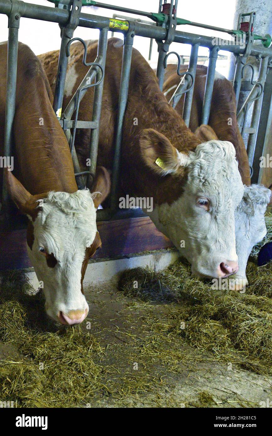 Kühe in einem Stall eines Bauernhauses beim Fressen, Oberösterreich, Österreich, Europa - Kühe in einer Scheune eines Bauernhauses beim Essen, Oberösterreich, Ein Stockfoto