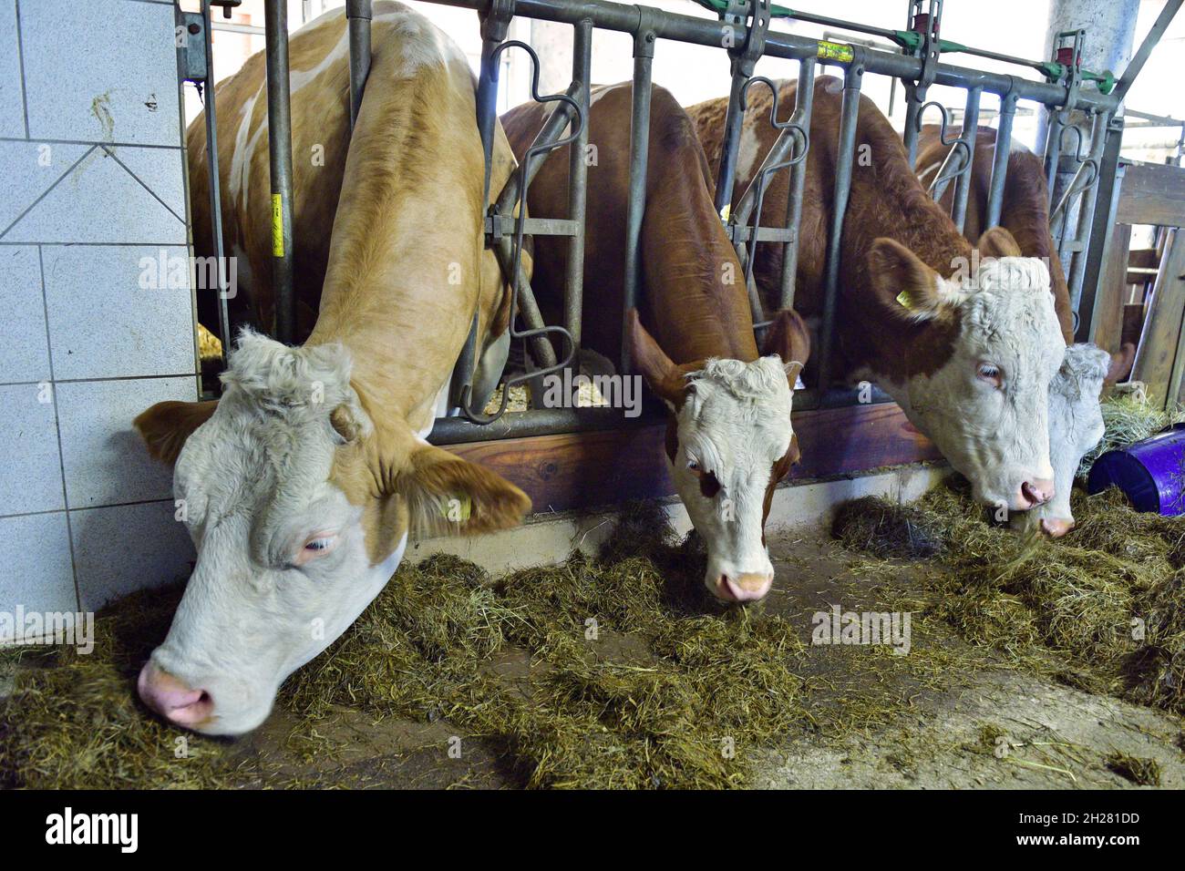 Kühe in einem Stall eines Bauernhauses beim Fressen, Oberösterreich, Österreich, Europa - Kühe in einer Scheune eines Bauernhauses beim Essen, Oberösterreich, Ein Stockfoto