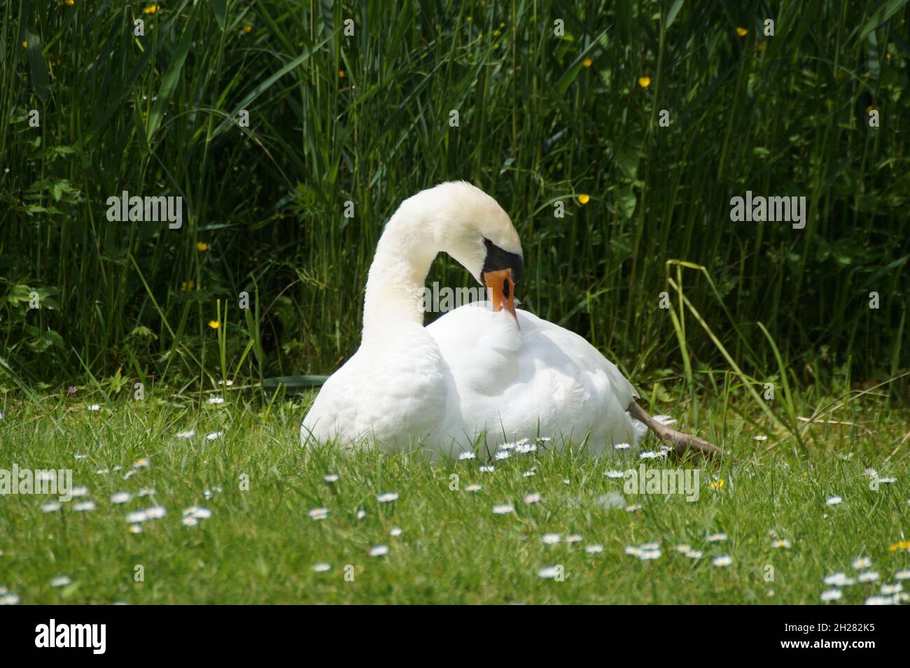 Ein majestätischer Schwan, der sich in der Abendsonne am Flussufer in Isny (Deutschland) sonnt Stockfoto