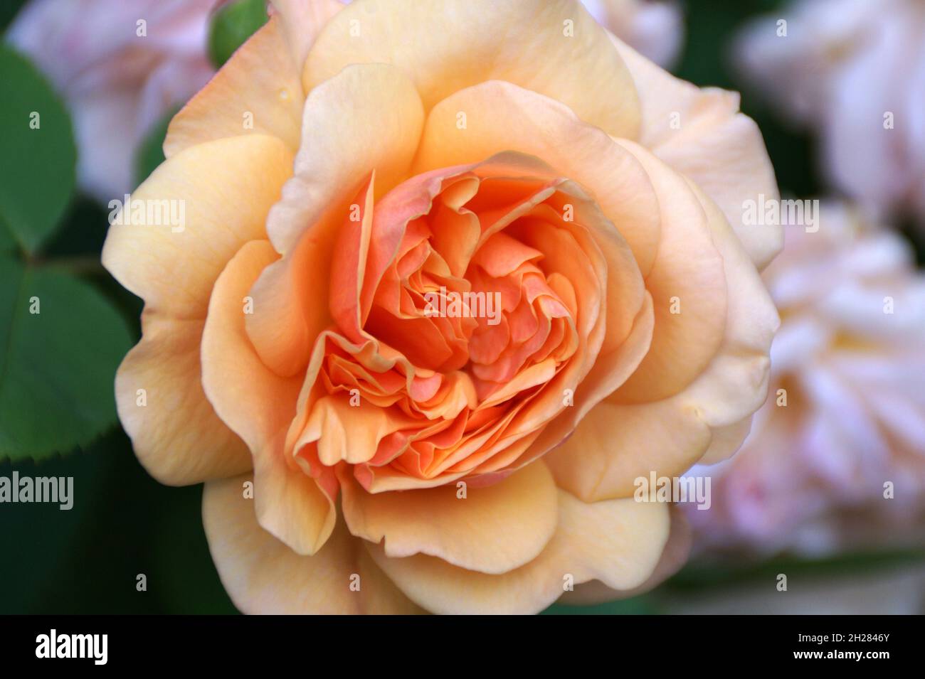 Eine schöne, große, pfachelige Rose Stockfoto