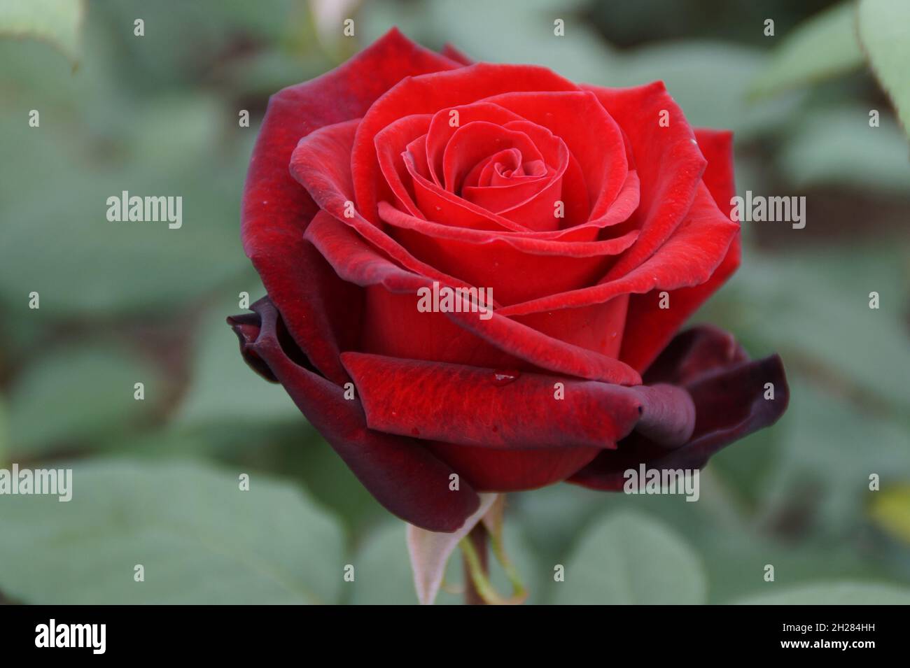 Eine wunderschöne samtig rote Rose Stockfoto