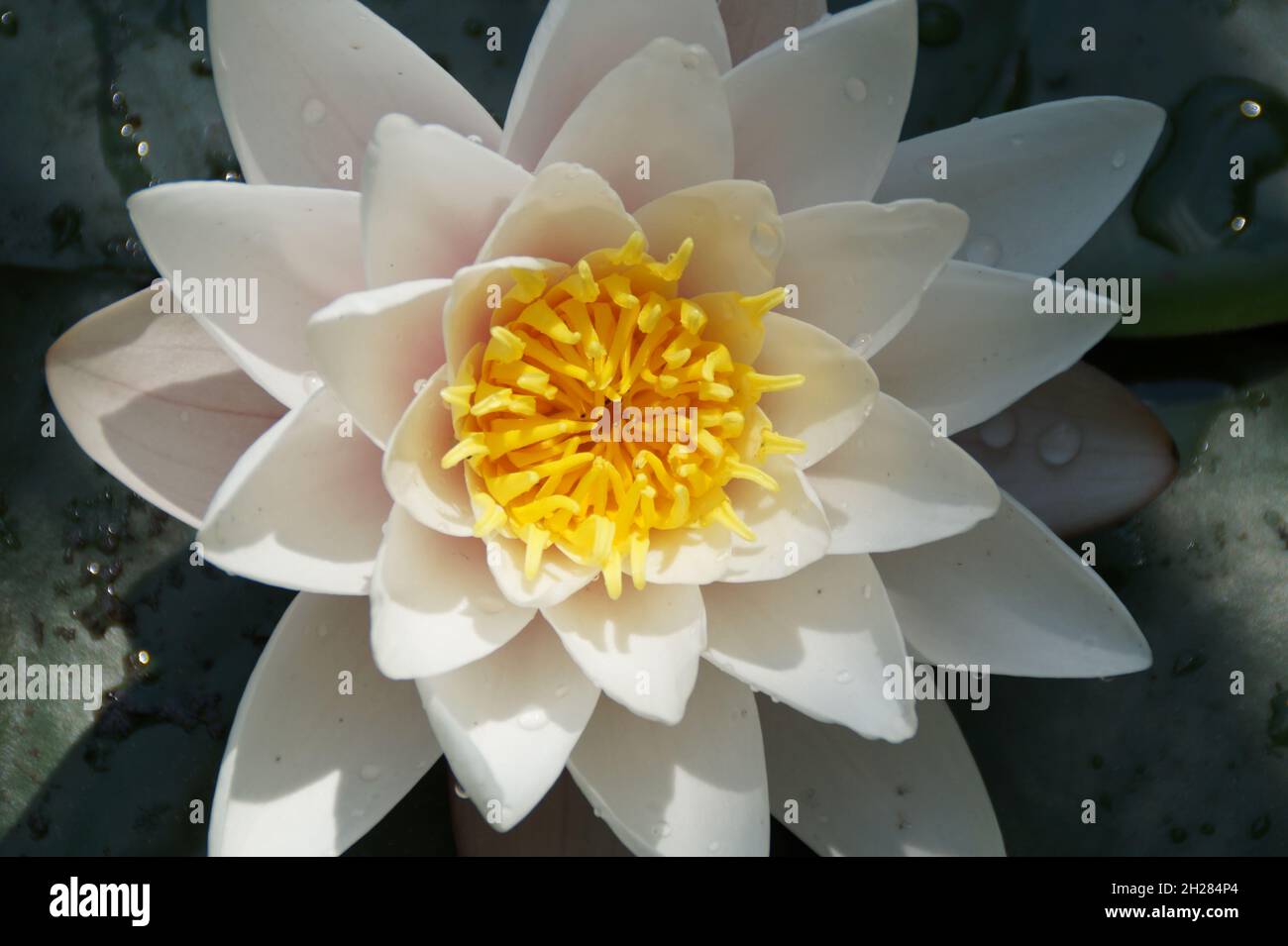 Wunderschöne sonnenbeleuchtete weiße Seerose mit Wassertropfen auf den Blütenblättern Stockfoto