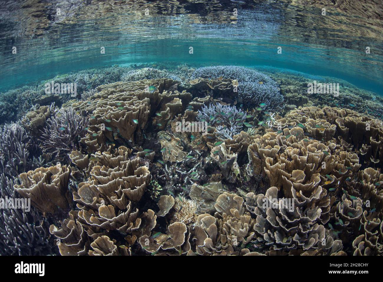 Im flachen Wasser des Komodo-Nationalparks, Indonesien, gedeihen empfindliche, aber unglaublich gesunde Korallen. Dieses Gebiet verfügt über eine außergewöhnliche Artenvielfalt im Meer. Stockfoto