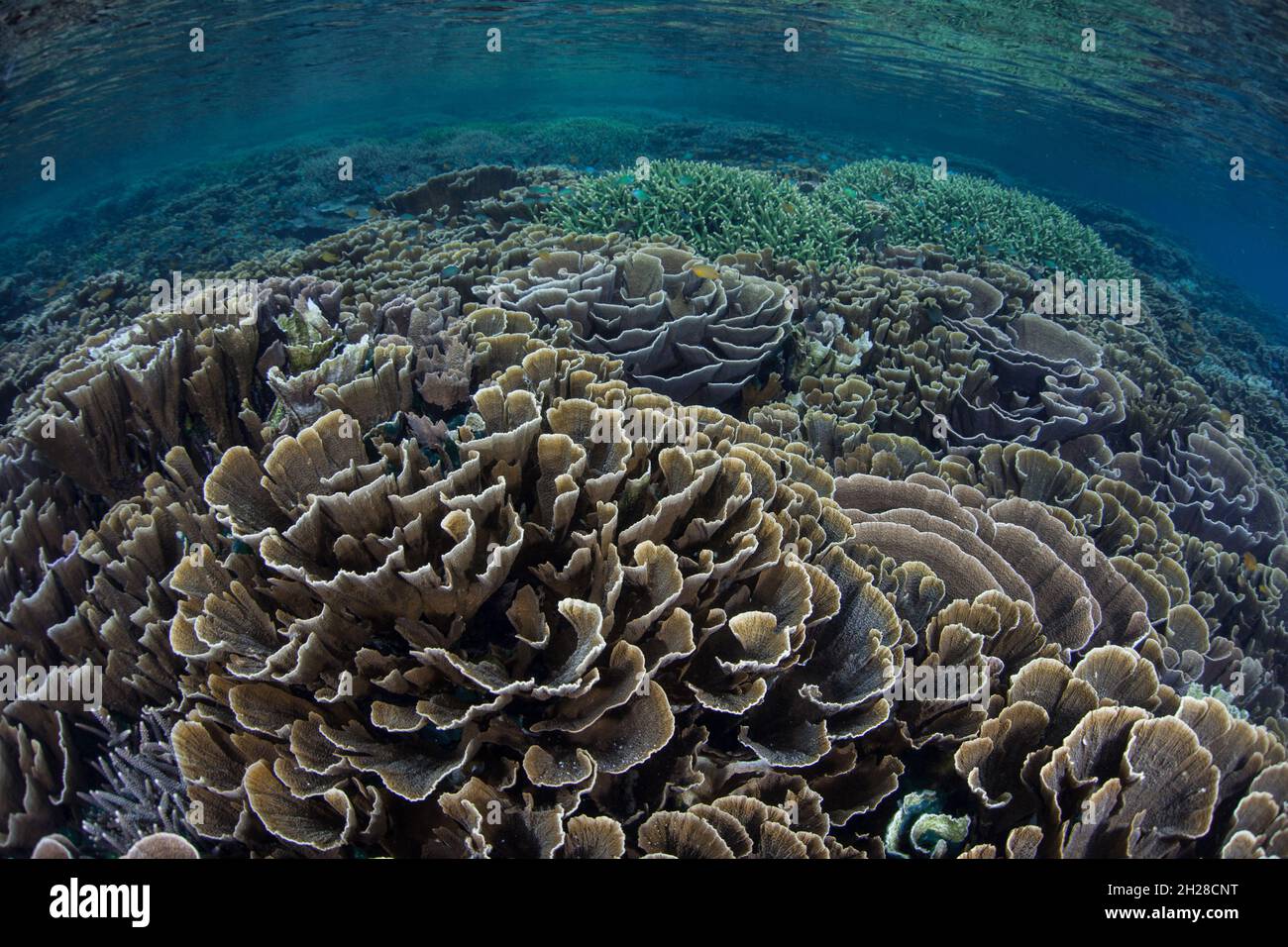 Im flachen Wasser des Komodo-Nationalparks, Indonesien, gedeihen empfindliche, aber unglaublich gesunde Korallen. Dieses Gebiet verfügt über eine außergewöhnliche Artenvielfalt im Meer. Stockfoto