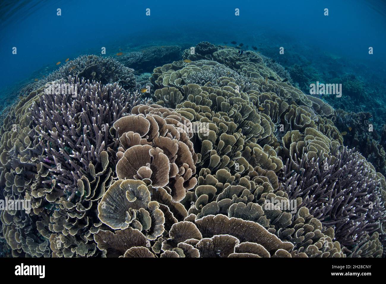 Im flachen Wasser des Komodo-Nationalparks, Indonesien, gedeihen empfindliche, aber unglaublich gesunde Korallen. Dieses Gebiet verfügt über eine außergewöhnliche Artenvielfalt im Meer. Stockfoto