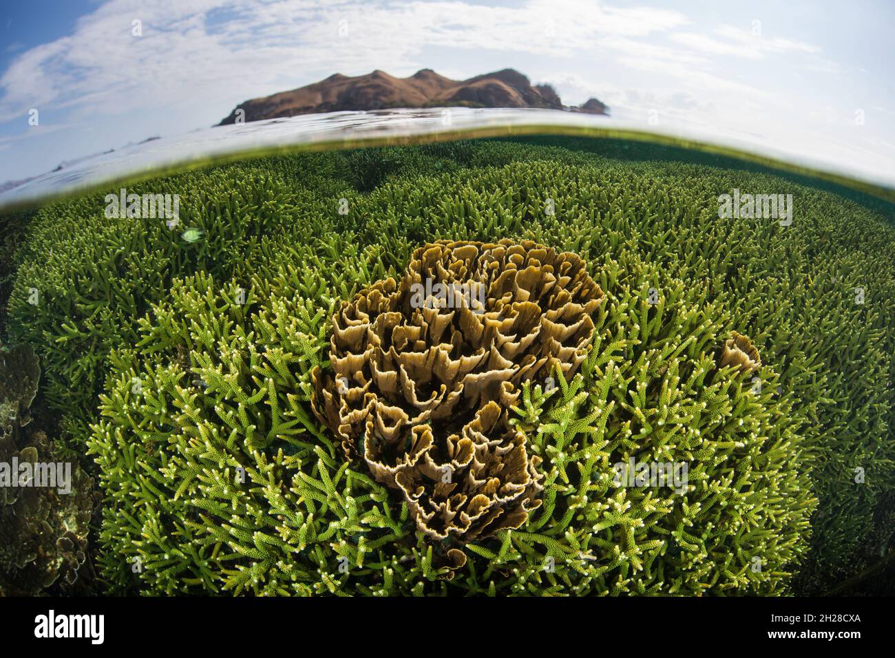 Im flachen Wasser des Komodo-Nationalparks, Indonesien, gedeihen empfindliche, aber unglaublich gesunde Korallen. Dieses Gebiet verfügt über eine außergewöhnliche Artenvielfalt im Meer. Stockfoto
