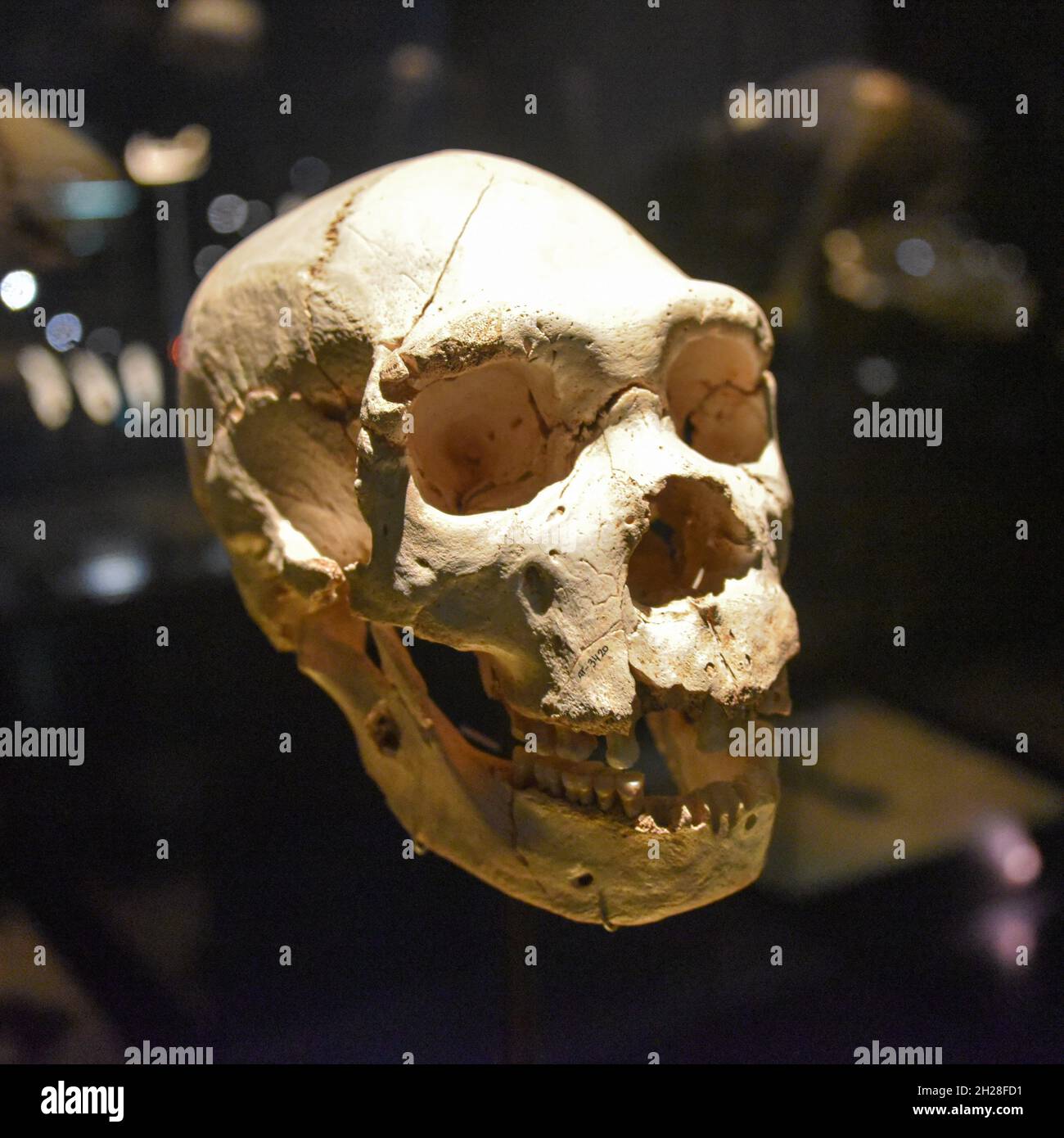 Burgos, Spanien - 16. Okt, 2021: Vorhistorische menschliche Schädel im Museum of Human Evolution Stockfoto