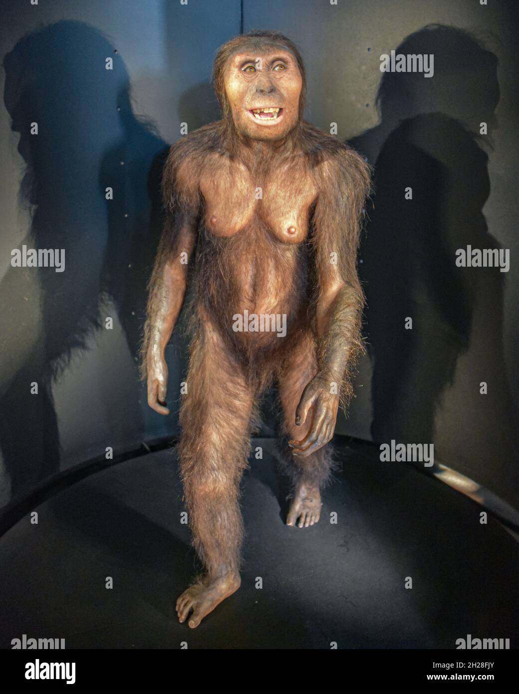 Burgos, Spanien - 16. Okt, 2021: Modell eines Neandertalers im Museum of Human Evolution Stockfoto