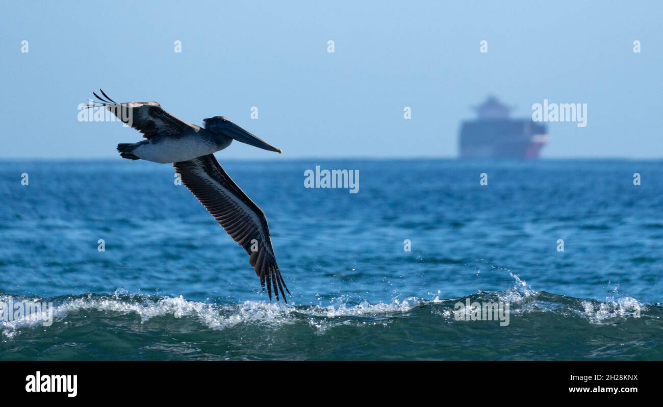 Ein Pelikan fliegt an einem Containerschiff vorbei und wartet vor der Küste von Malibu, Kalifornien, USA Stockfoto