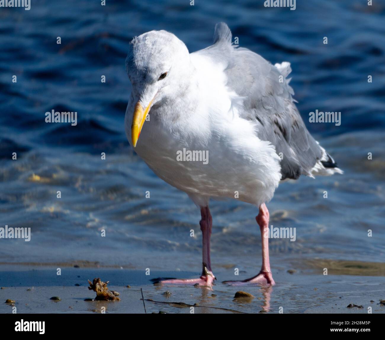 Eine Möwe (larus californicus) steht am Strand von Malibu, Kalifornien, USA, auf Algen Stockfoto