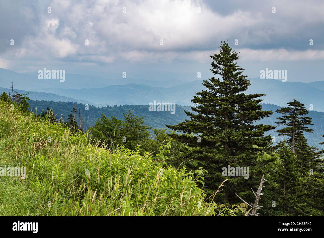 Dunstig Blue Ridge Mountains in der Ferne hinter immergrünen Bäumen in der Nähe von Clingman's Dome in Tennessee Stockfoto