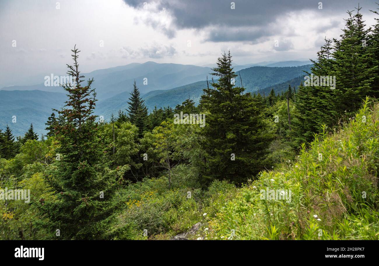 Dunstig Blue Ridge Mountains in der Ferne hinter immergrünen Bäumen in der Nähe von Clingman's Dome in Tennessee Stockfoto