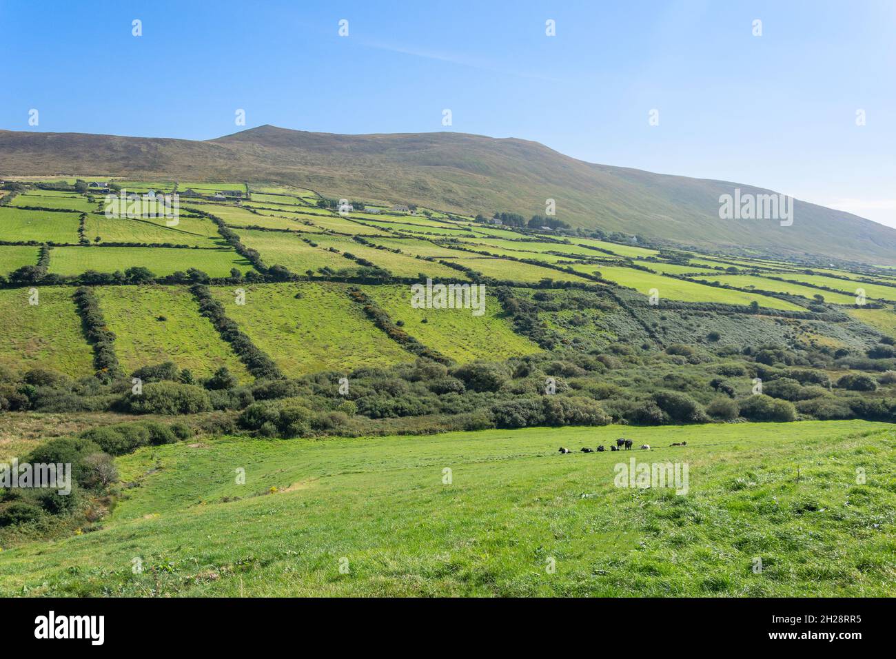 Panoramablick auf die Landschaft, Dingle Peninsula (Corca Dhuibhne), County Kerry, Republik Irland Stockfoto