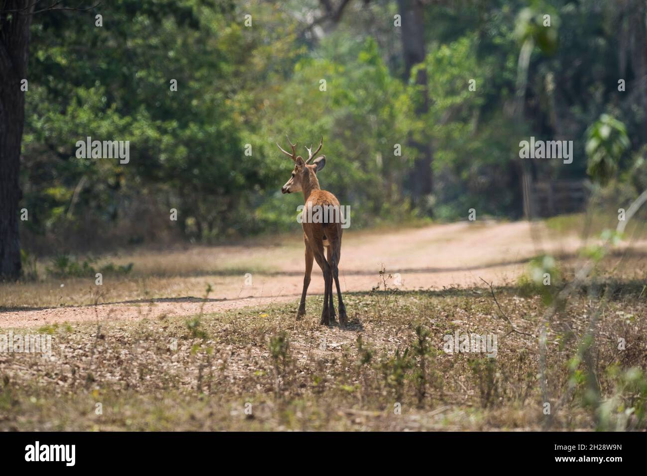 Marschhirsche in der Umgebung des Pantanal-Waldes, Pantanal , Mato Grosso, Brasilien. Stockfoto