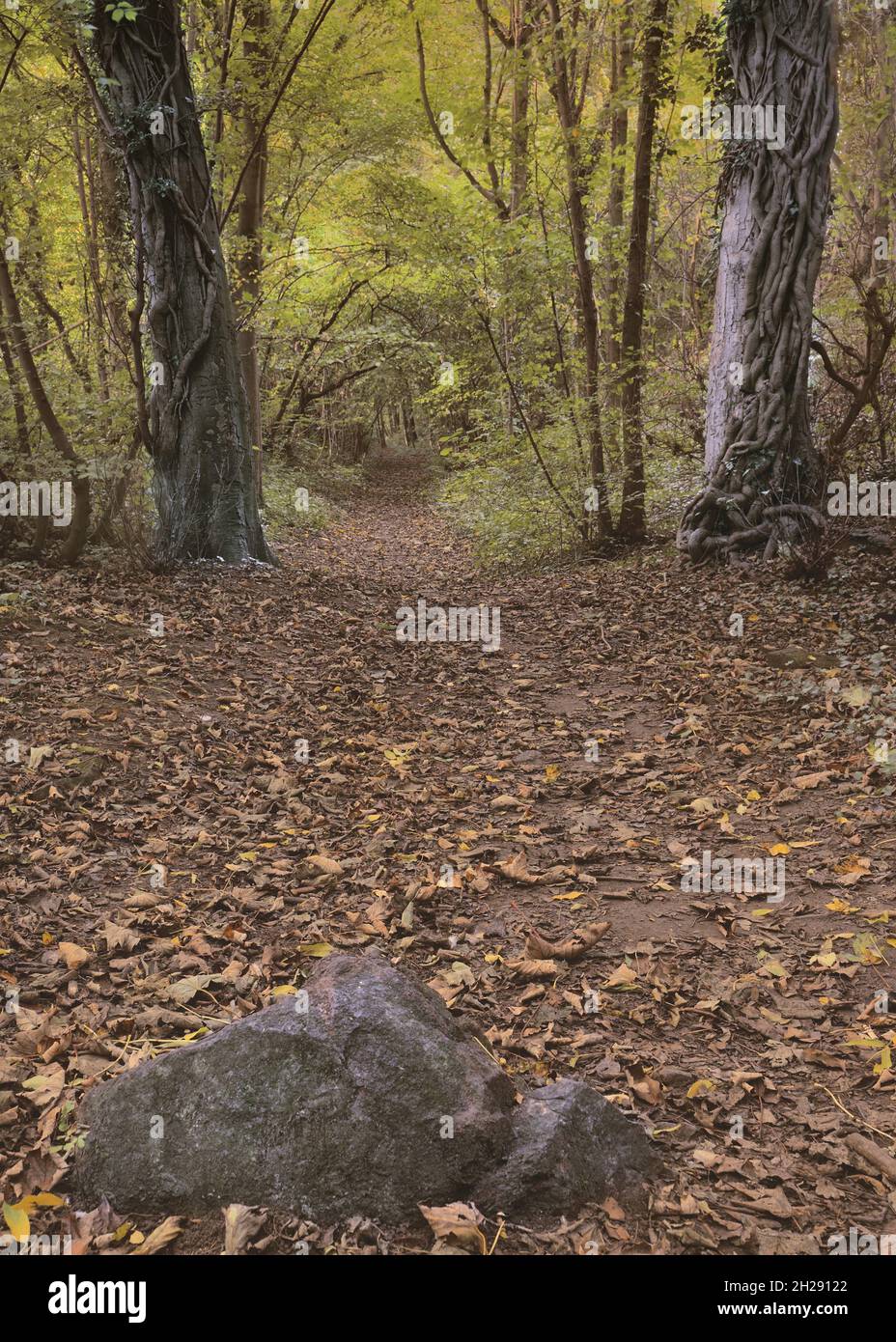 Herbstspaziergang durch den Wald im Oktober Stockfoto