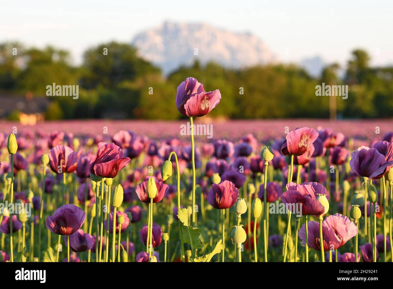 Ein Feld mit violetten Mohnblüten in Oberösterreich mit dem Berg Traunstein im Hintergrund (Österreich) - EIN Feld mit violettem Mohn Blumen in Upper A Stockfoto
