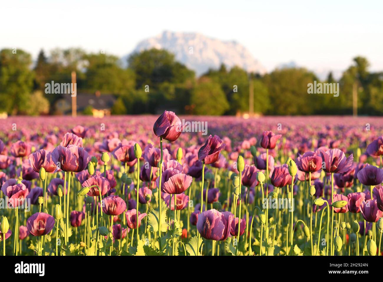 Ein Feld mit violetten Mohnblüten in Oberösterreich mit dem Berg Traunstein im Hintergrund (Österreich) - EIN Feld mit violettem Mohn Blumen in Upper A Stockfoto