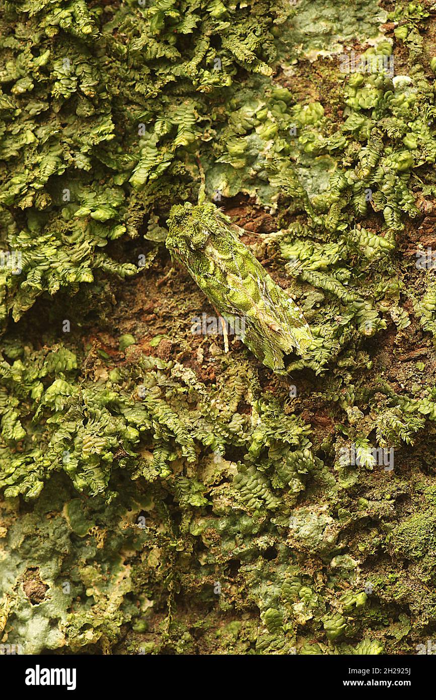 Grüner Mahoe Motte (Feredayia graminosa) auf moosbedecktem Baum Stockfoto