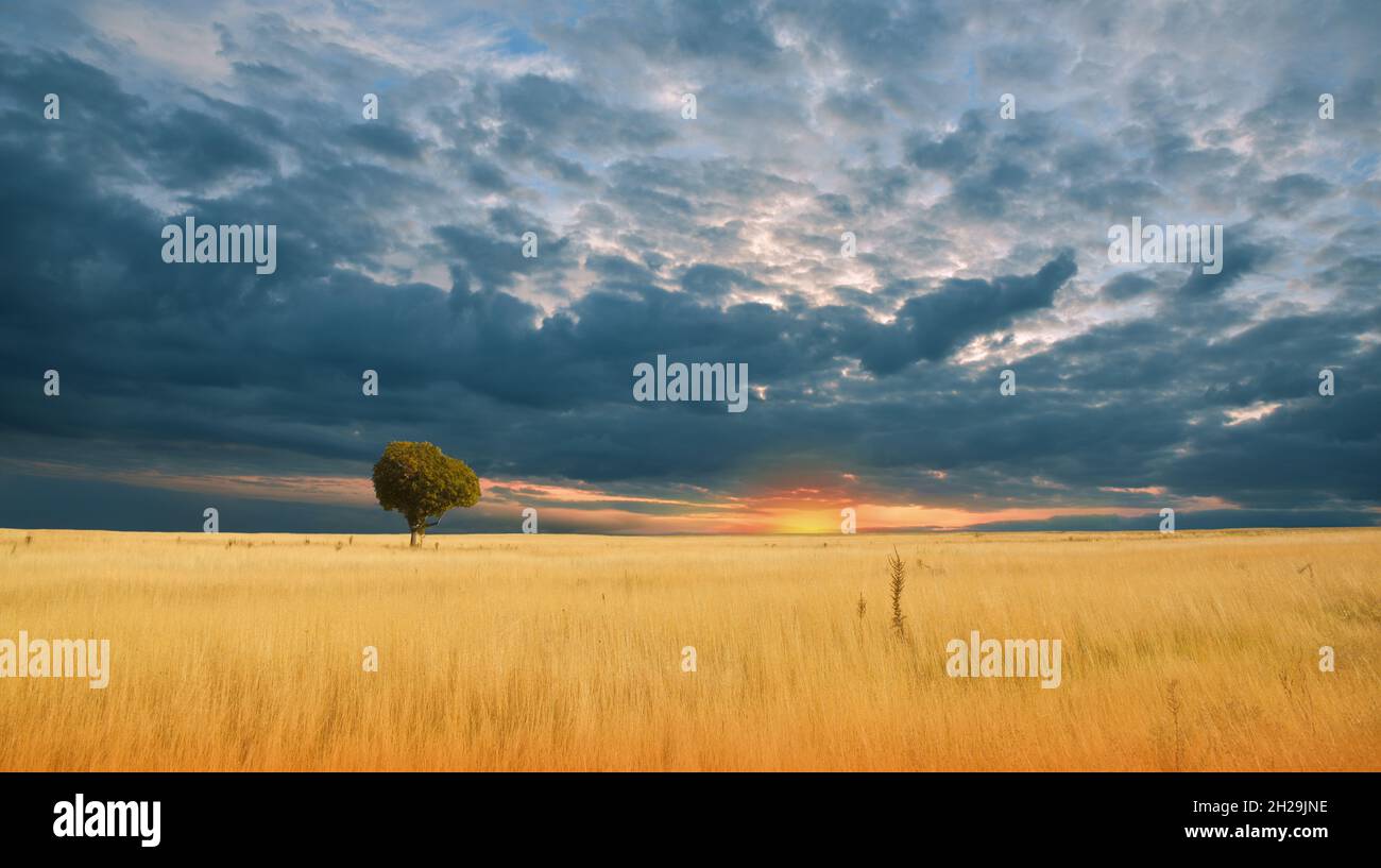 Schöne ruhige Natur Hintergrund.Kreative Fotografie.Konzeptfoto.Fantasy Art.künstlerische Wallpaper.Golden Weizen Feld bei Sonnenuntergang.Blauer Himmel, Wolken Stockfoto