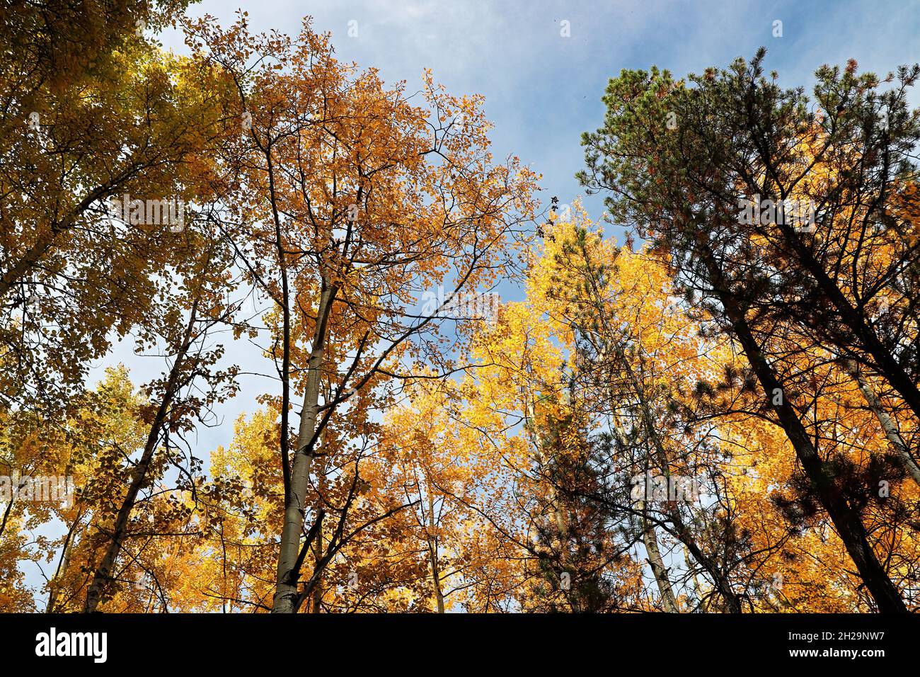 Baumkrone aus goldenen Blättern im Herbst Stockfoto