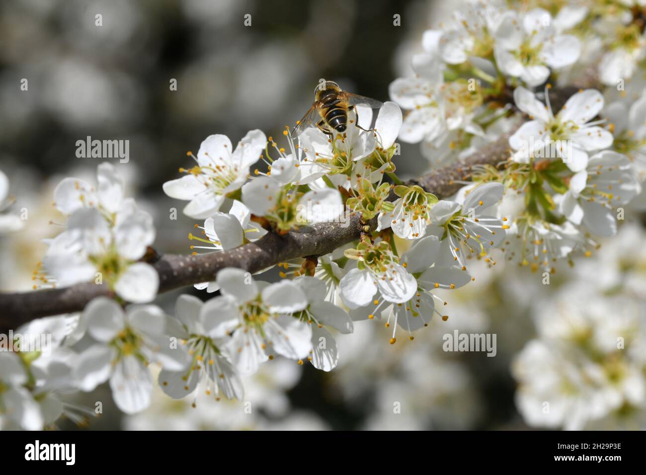 Nahaufnahme von Blüten eines Sanddorn-Strauches mit einer Biene - Nahaufnahme von Blüten eines Sanddorn-Strauches mit einer Biene Stockfoto