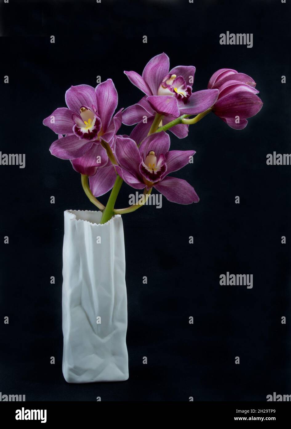 Hübsche, lavendelrosa Cymbidium Clarisse Orchid, auch bekannt als Boat Orchid, in einer Vase, die auf einem schwarzen Hintergrund in Nahaufnahme isoliert ist. Wunderschön Stockfoto