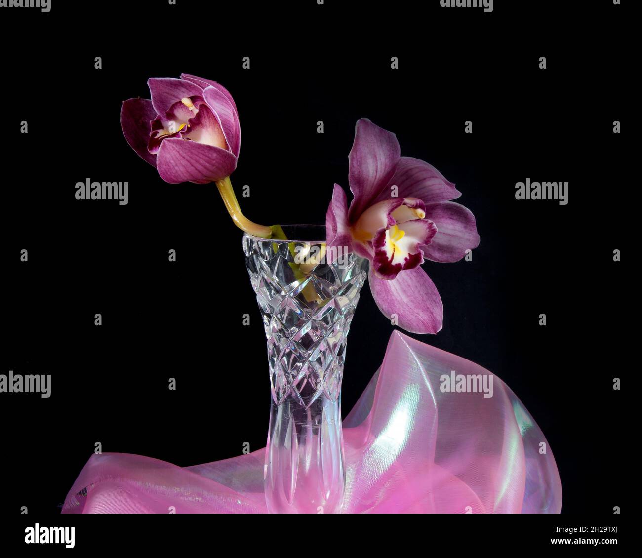 Hübsche, lavendelrosa Cymbidium Clarisse Orchid, auch bekannt als Boat Orchid, in einer Vase, die auf einem schwarzen Hintergrund in Nahaufnahme isoliert ist. Wunderschön f Stockfoto