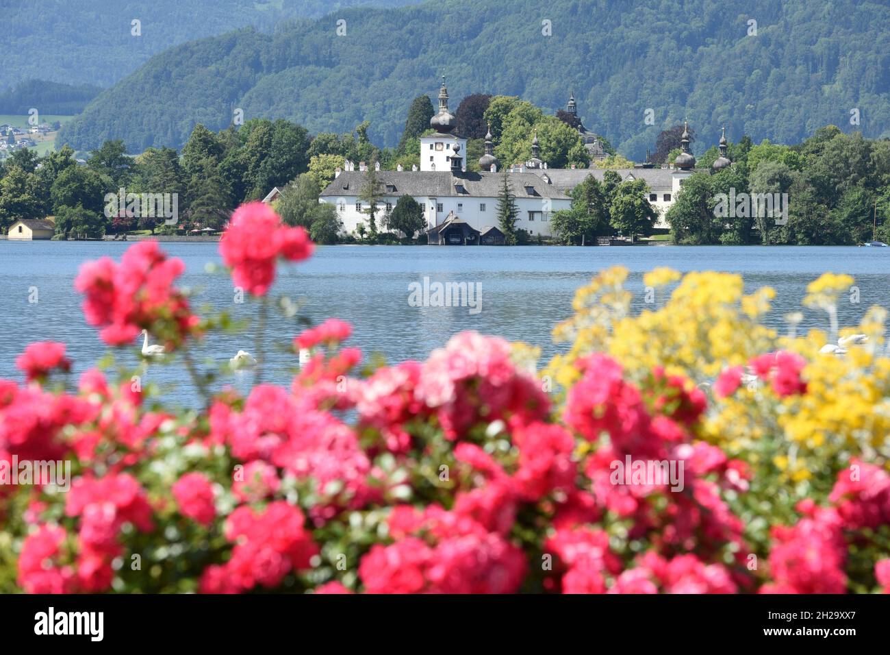 Das Seeschloss Ort am Traunsee in Gmunden mit Blumen und Schwänen, Salzkammergut, Bezirk Gmunden, Oberösterreich, Österreich, Europa - das Seenschloss Stockfoto