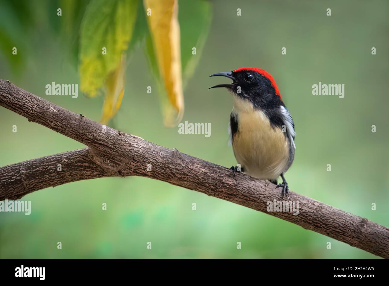 Bild des scharlachroten Blumenpeckers auf dem Naturhintergrund. Tiere. Stockfoto