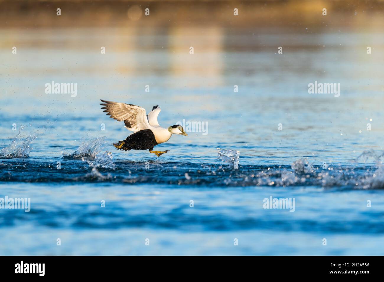 Erwachsener Rüde der Common Eider, der auf dem Wasser läuft und mit den Flügeln flatscht, um die Region Neuengland, Ostküste, USA zu starten.Bitte kontaktieren Sie: Info Stockfoto