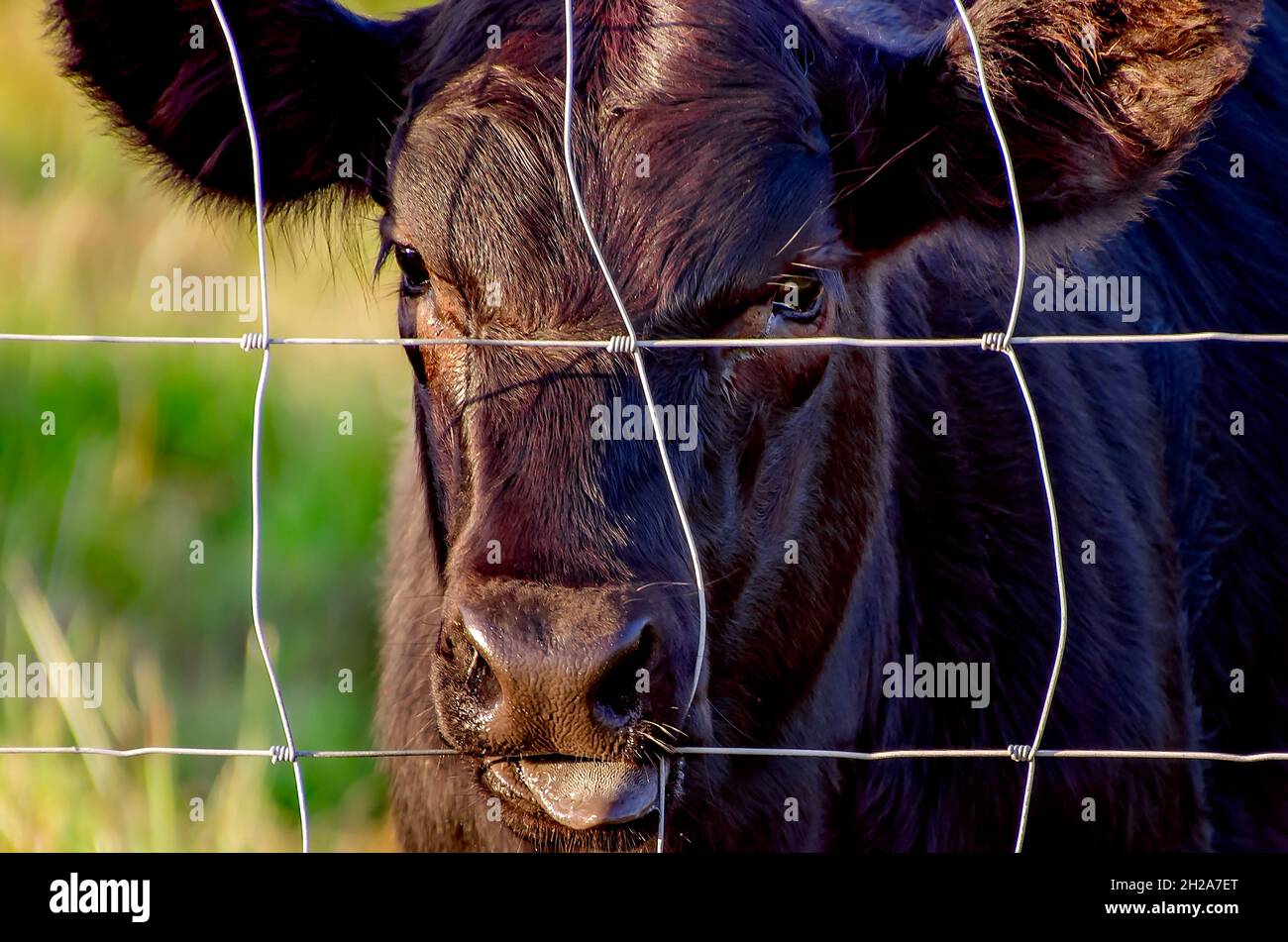 Ein schwarzes Kalb kaut den Drahtzaun seines Gehäuses, 15. Oktober 2021, in Grand Bay, Alabama. In Alabama gibt es etwa 1.3 Millionen Rinder. Stockfoto