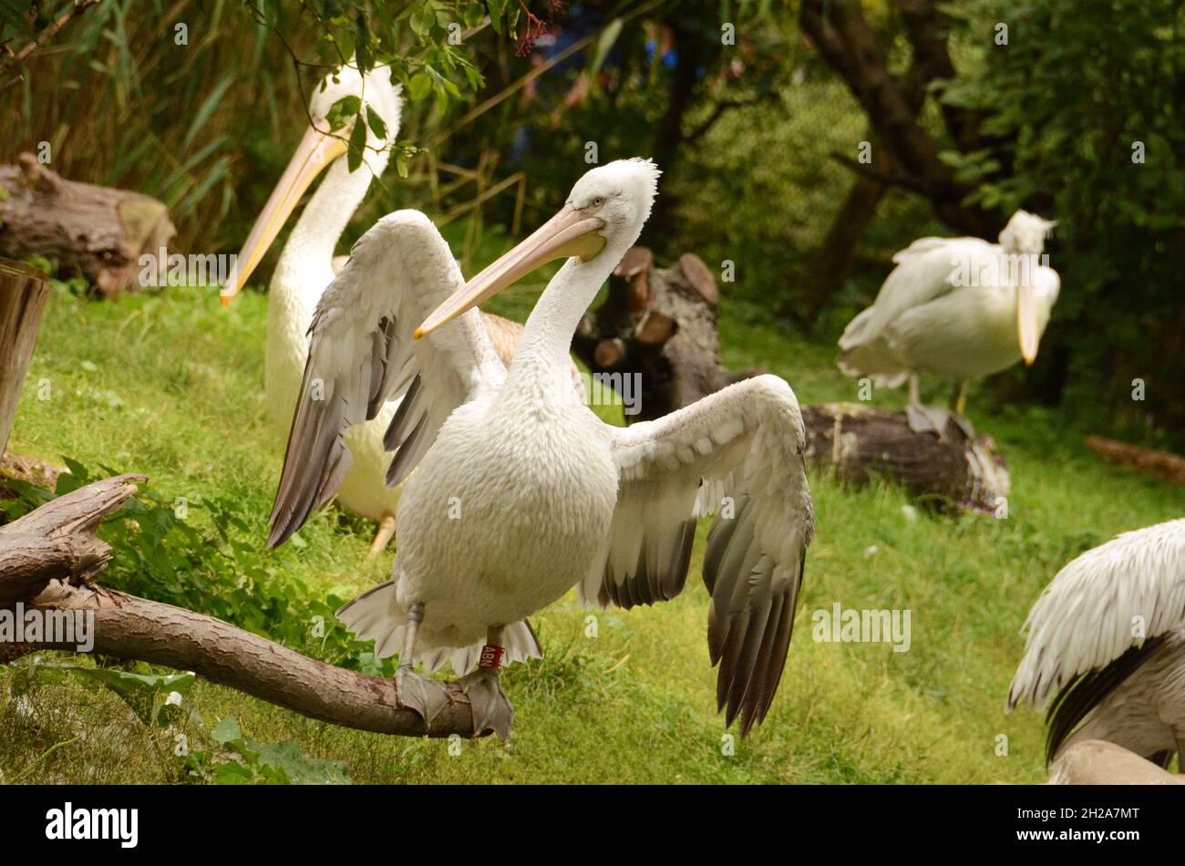 Der Tiergarten Schönbrunn, in Wien, Österreich, Europa - der Tiergarten Schönbrunn, in Wien, Österreich, Europa Stockfoto