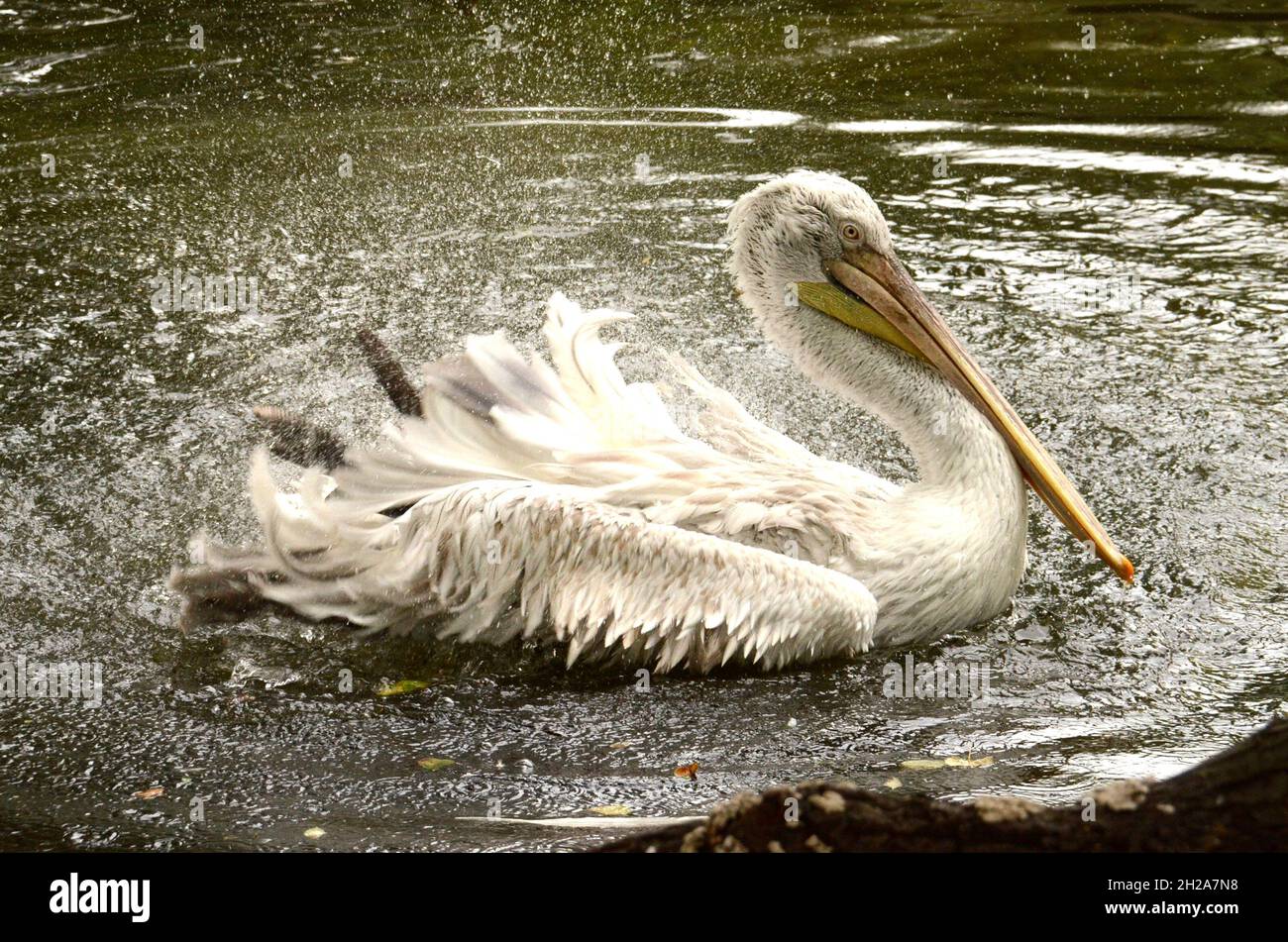 Der Tiergarten Schönbrunn, in Wien, Österreich, Europa - der Tiergarten Schönbrunn, in Wien, Österreich, Europa Stockfoto