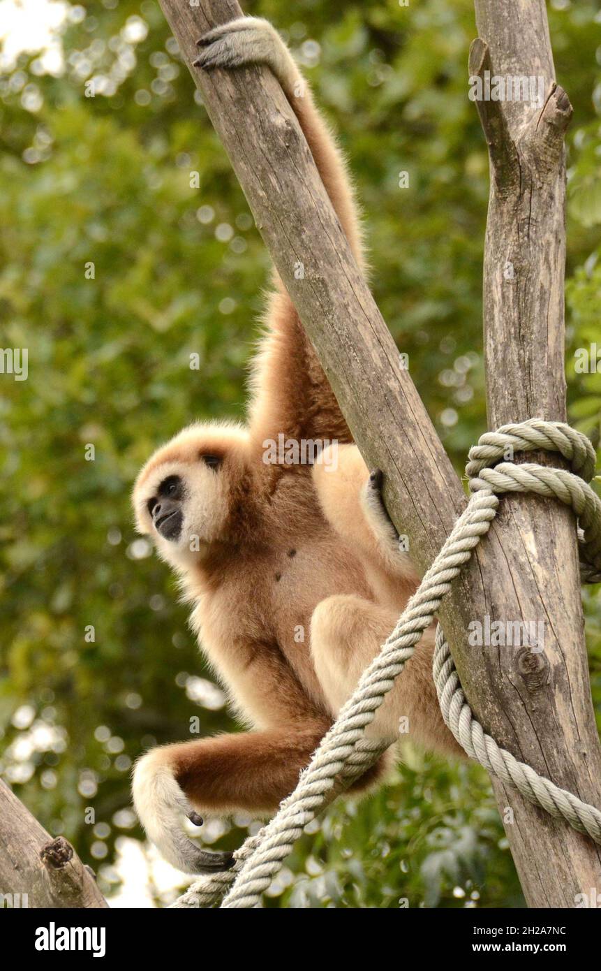 Der Tiergarten Schönbrunn, in Wien, Österreich, Europa - der Tiergarten Schönbrunn, in Wien, Österreich, Europa Stockfoto