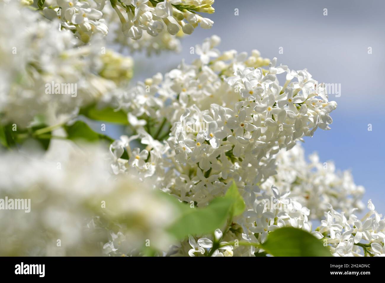 Nahaufnahme einer weißen Flieder-Blüten - Nahaufnahme einer weißen Fliederblüte Stockfoto