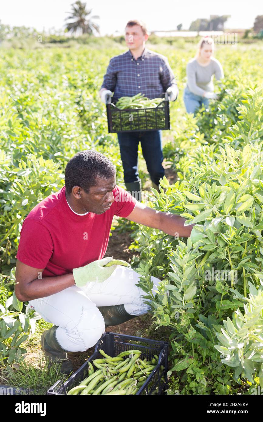 afroamerikanischer Landarbeiter bei der Ernte von Hülsenfrüchten Stockfoto