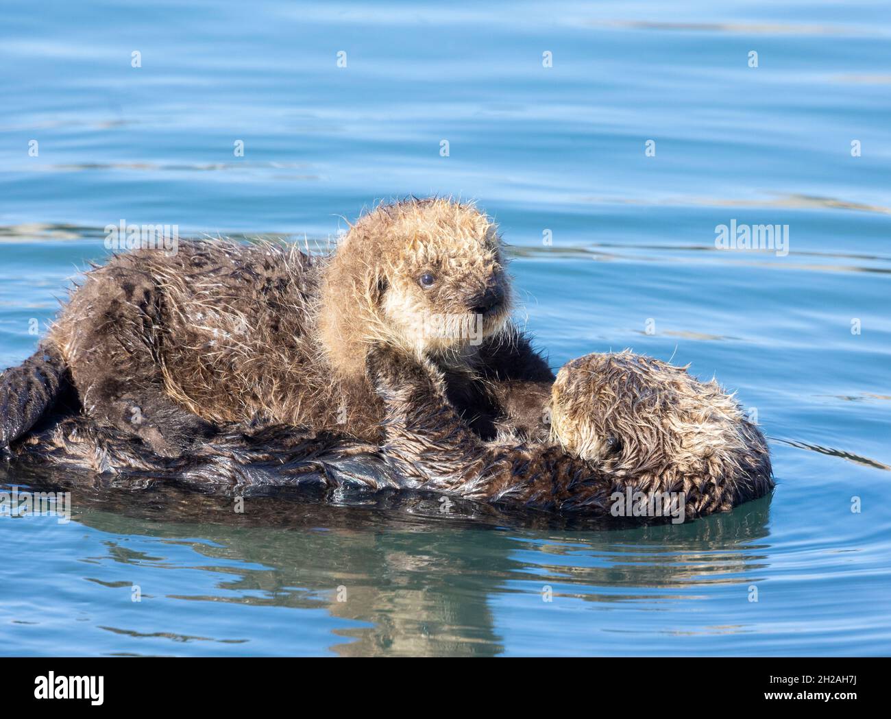 Seeotter Erwachsener und Jungtier Stockfoto
