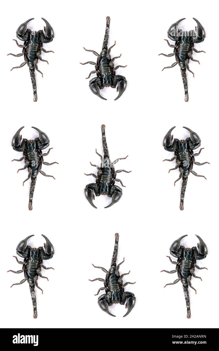 Schwarzer Skorpion isoliert auf weißem Hintergrund; giftige Tiere ohne Rückgrat. Stockfoto
