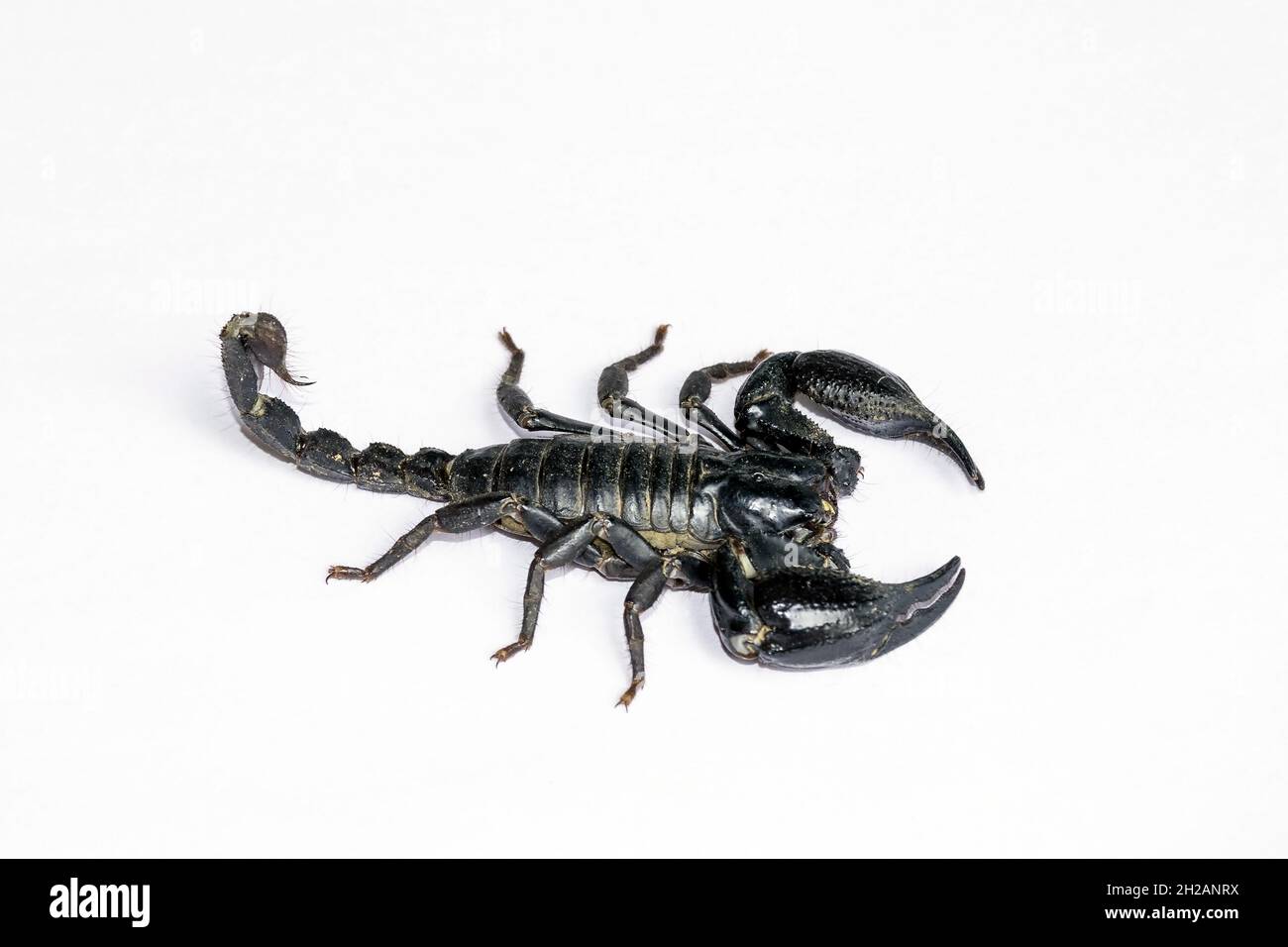 Schwarzer Skorpion isoliert auf weißem Hintergrund; giftige Tiere ohne Rückgrat. Stockfoto