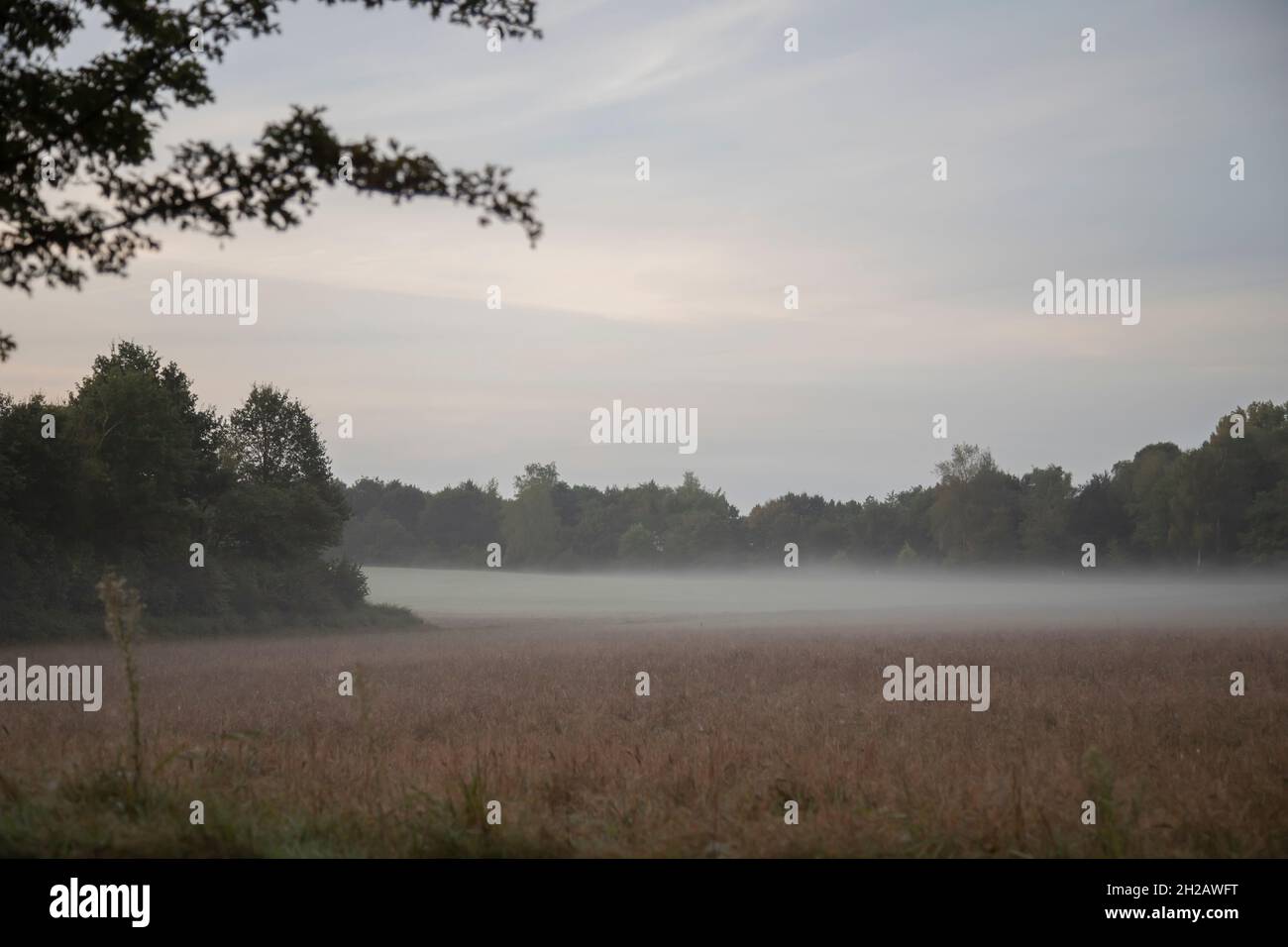 Abstrakt, Landschaft mit Feld und Wald im Morgennebel Stockfoto