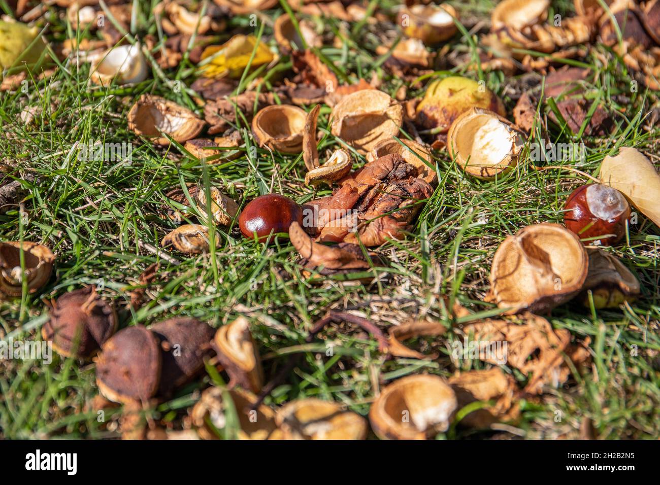 Kastanien im grünen Gras. Sonniger und schöner Herbsttag. Stockfoto