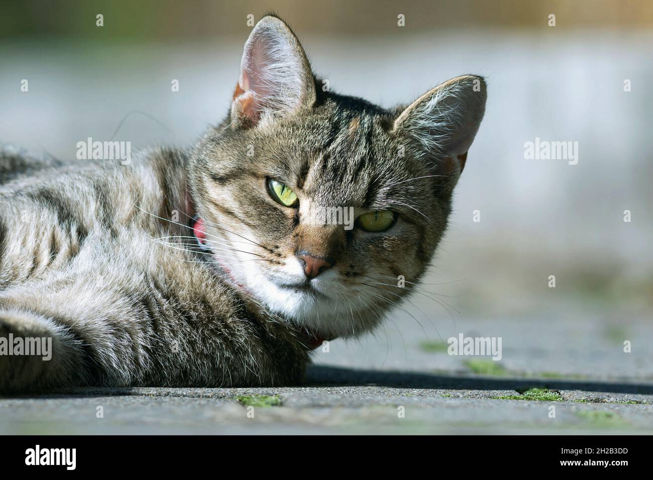 Niedliches Katzenportrait, das auf einer Parkallee schläft Stockfoto