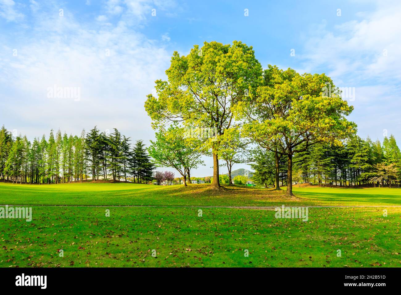 Grüner Baum in der Frühjahrssaison. Stockfoto