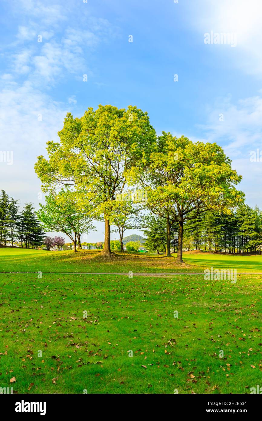 Grüner Baum in der Frühjahrssaison. Stockfoto