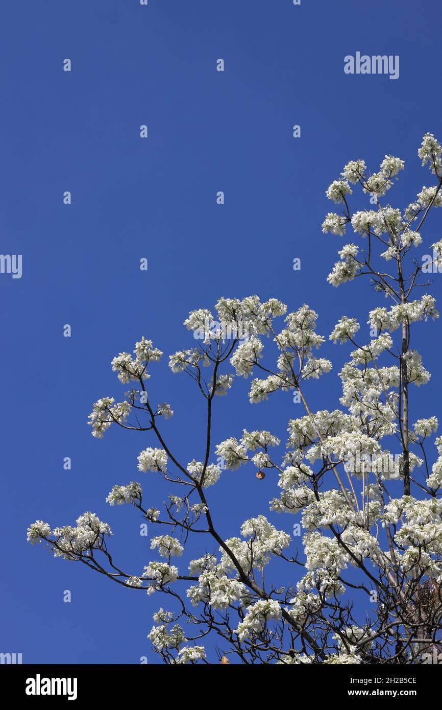 Nahaufnahme seltener weißer Jacaranda-Bäume, die im Frühling gegen blauen Himmel in der Herbert Baker Street, Pretoria, Südafrika, blühen Stockfoto