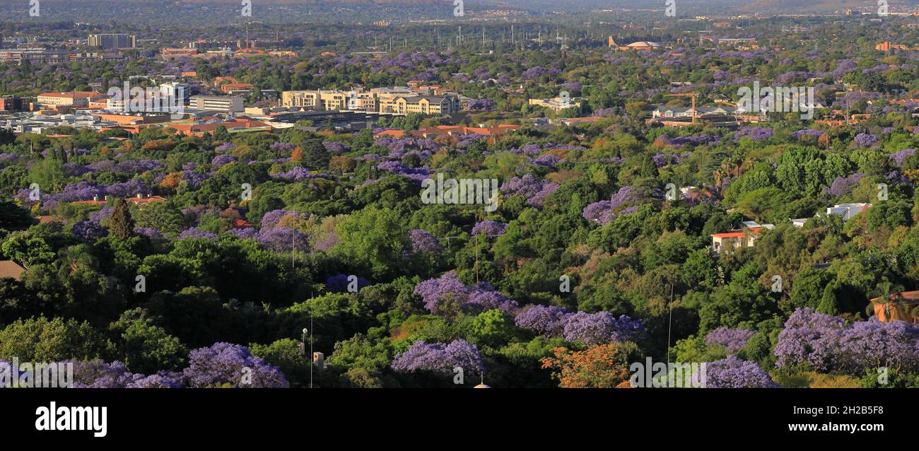 Pretoria Stadtbild mit lila Jacaranda Bäumen in Blüte. Pretoria, die Stadt Jacaranda. Frühjahrskonzept. Stockfoto