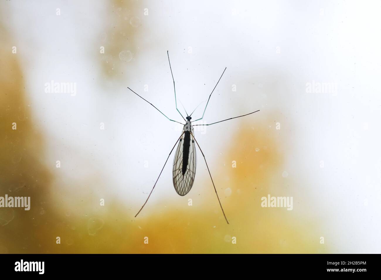 Große Mücke sitzt auf dem Glas aus nächster Nähe Stockfoto