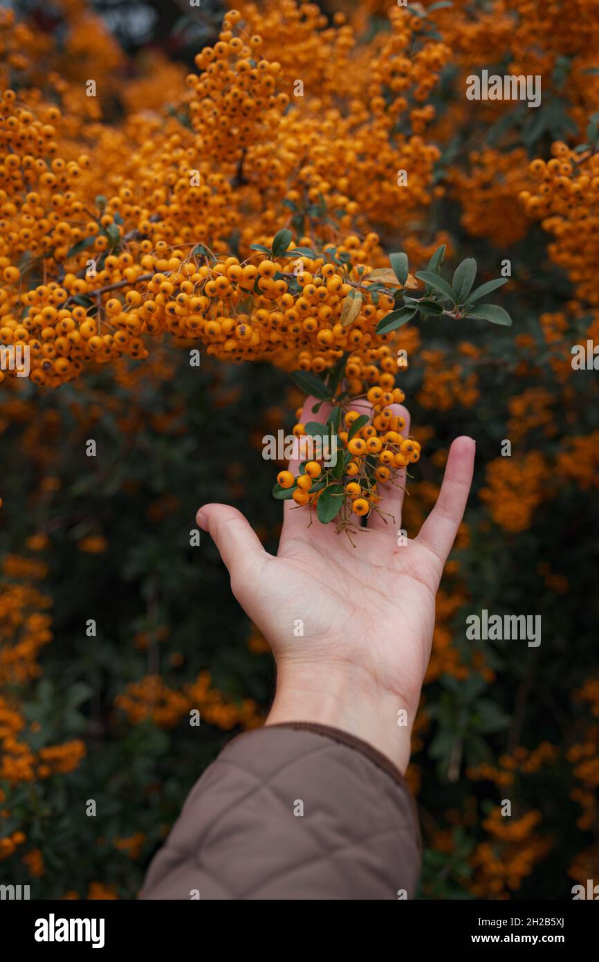 Vogelbeeren sauer, aber reich an Vitamin C. Pyramicantha Pflanze mit weiblicher Hand, auch bekannt als firethorn in einem Garten an einem sonnigen Herbsttag, schöne Outdoor-Blumenhintergrund mit weichem Fokus fotografiert Stockfoto