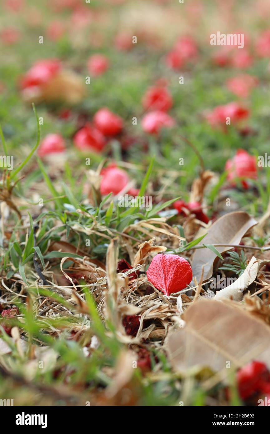 Defokussierte verwischte rote Blumen auf Grashintergrund. Natur, Hintergrund, abstrakt, Frühling, Sommer, Love, Valentine Konzept. Stockfoto